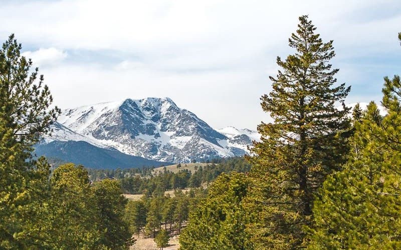 A snow-capped mountain peak above a pine forest